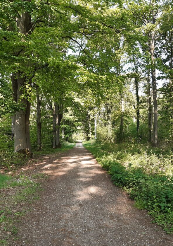 Forêt départementale de Moussus-Saint-Laurent_Brueil-en-Vexin