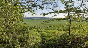 Forêt départementale de Moussus-Saint-Laurent_Brueil-en-Vexin