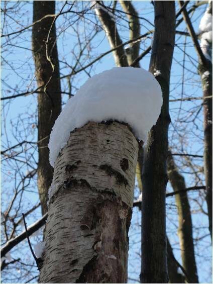 Domaine de Madame Elisabeth - La forêt en hiver : arbres et thérapie_Versailles