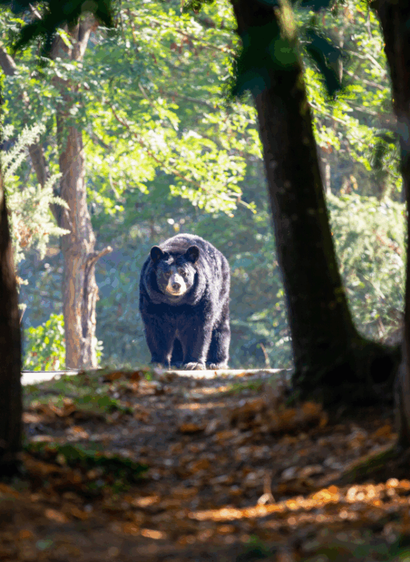 Les Chalets des Ours : nuit immersive auprès des ours baribals_Thoiry