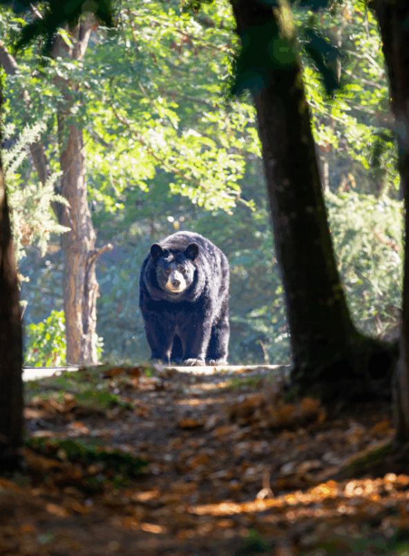 Les Chalets des Ours : nuit immersive auprès des ours baribals_Thoiry