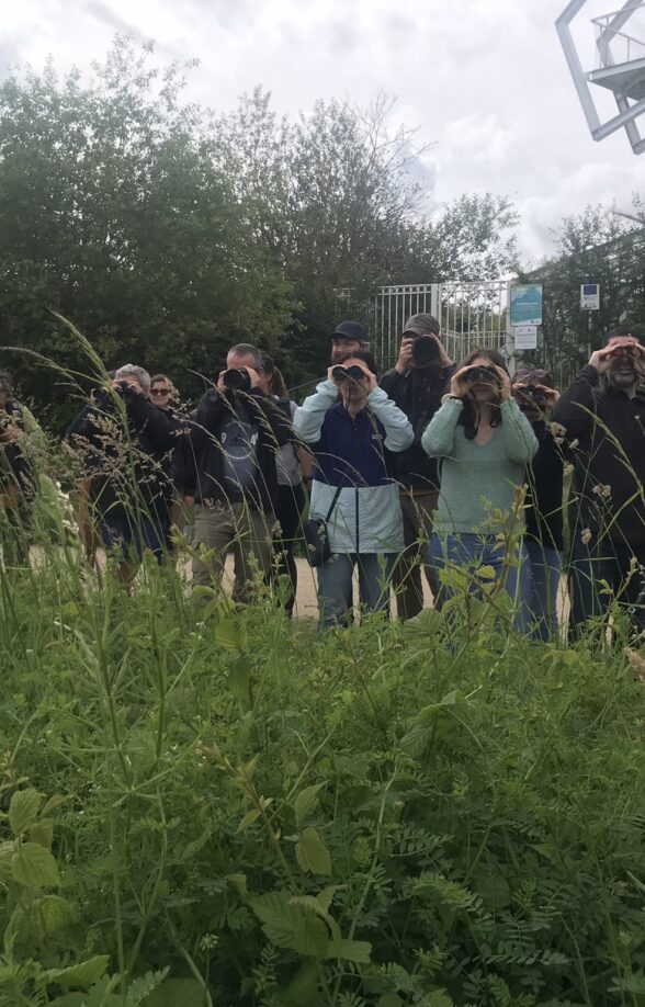 Sortie nature : oiseau, pourquoi chantes-tu ?_Carrières-sous-Poissy