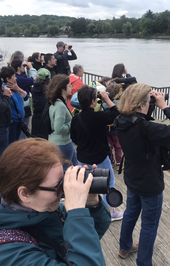 Sortie nature : A l'affut des oiseaux du parc_Carrières-sous-Poissy