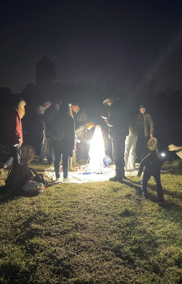 Sortie nature : découverte des insectes nocturnes_Carrières-sous-Poissy