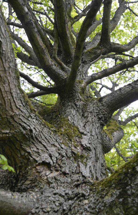 Arboretum de Chèvreloup - Jouons avec la nature_Le Chesnay-Rocquencourt