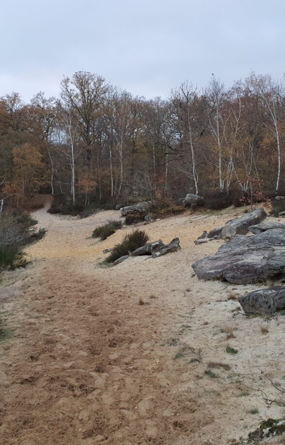 La forêt départementale de Pinceloup / Saint-Benoit_Sonchamp