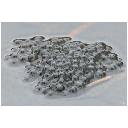 Découverte du crapaudrome d’Auffargis_Auffargis