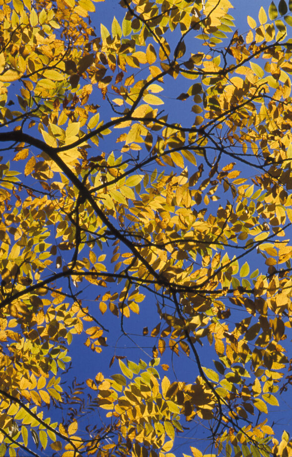 Arboretum de Chèvreloup - Premières feuilles_Le Chesnay-Rocquencourt
