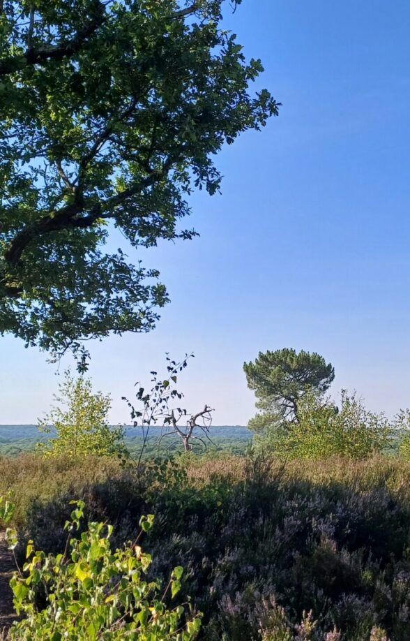 Forêt départementale de Rochefort_Rochefort-en-Yvelines