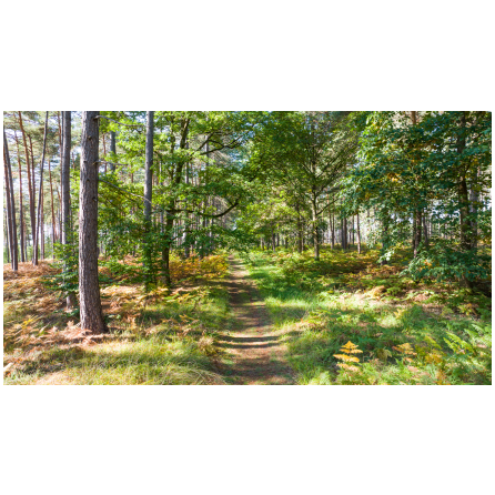 Journée des forêts à Gambaiseuil_Gambaiseuil