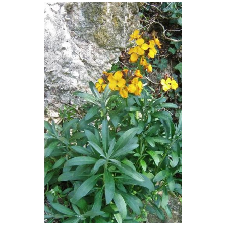 Le village de Rochefort-en-Yvelines les jolies girofles sauvages d'un village médieval_Rochefort-en-Yvelines