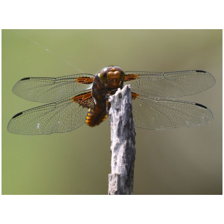 Les mares de Vilpert au crépuscule_Saint-Léger-en-Yvelines