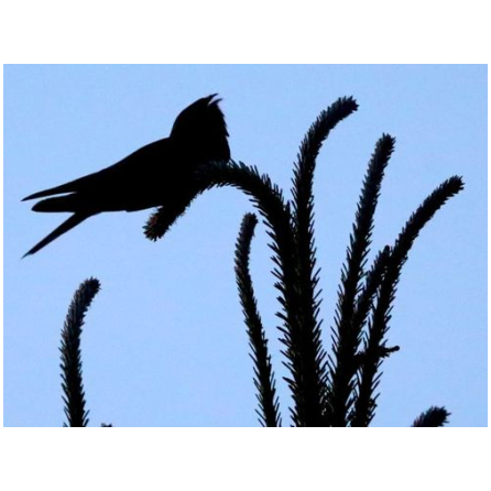 Nocturne "Tritons et engoulevents"_La Celle-les-Bordes