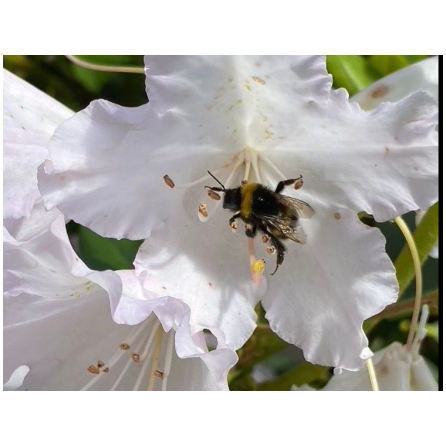 Sur les chemins de la réserve naturelle régionale des étangs de Bonnelles & les stratégies de la pollinisation_Bonnelles