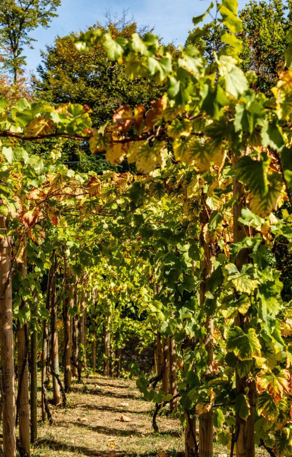 Visite dégustation des vignes des coteaux_Louveciennes