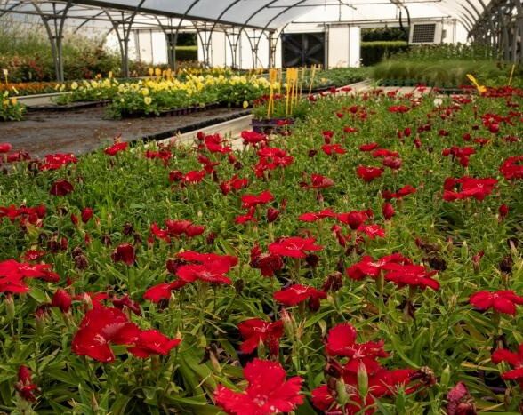 Arboretum de Chèvreloup - Les coulisses du Jardin des plantes_Le Chesnay-Rocquencourt