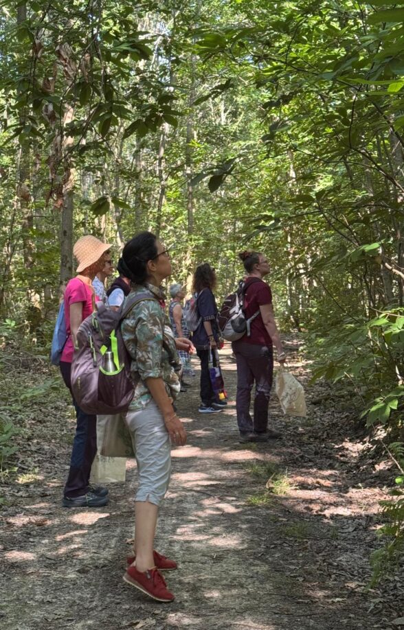 en forêt, pas de côté