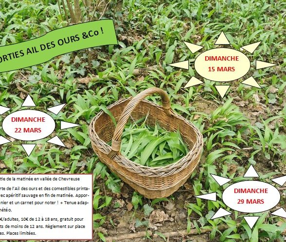 Sorties "Ail des ours & Co"_Mittainville