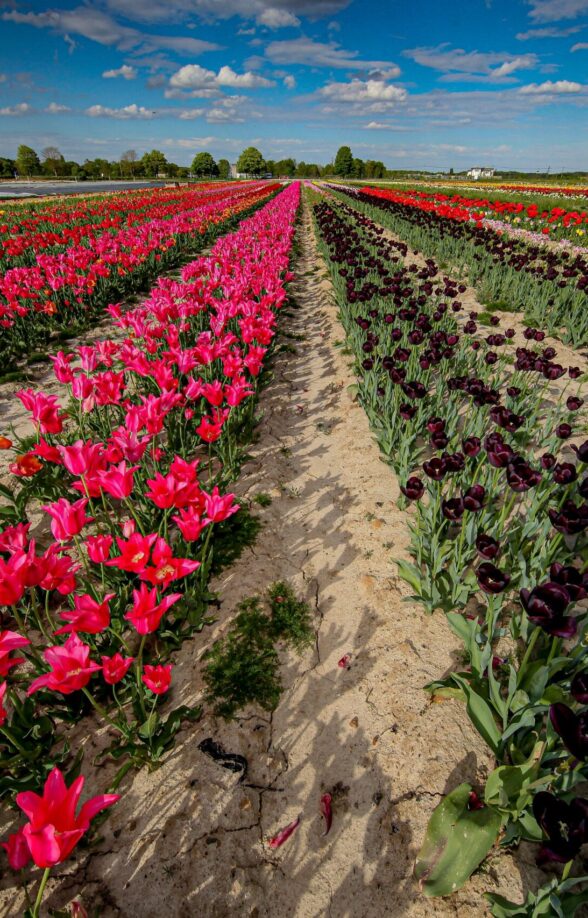 Les tulipes à la cueillette de Viltain