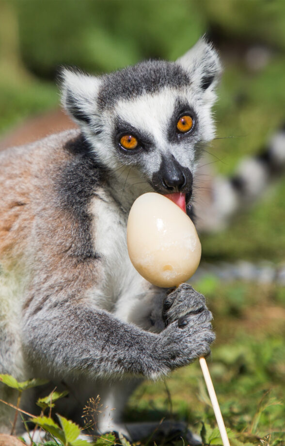 maki catta paques thoiry