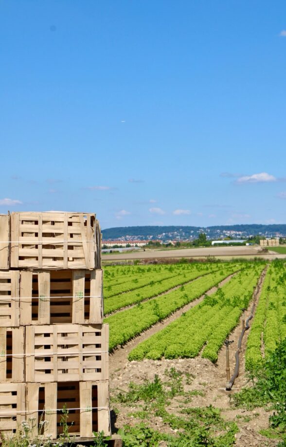 Visite commentée de l'exploitation maraîchère Guehennec_Le Mesnil-le-Roi