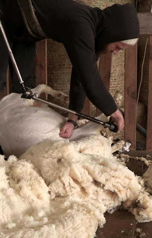 Fête des bergers, de la tonte et de la laine_Rambouillet