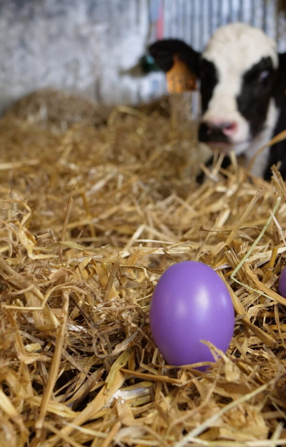 Chasse aux oeufs à la Bergerie Nationale de Rambouillet_Rambouillet