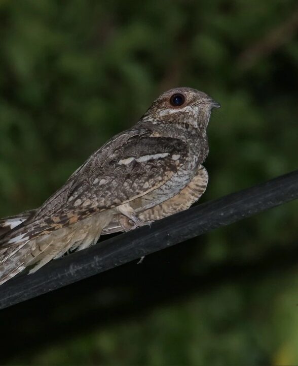 Sortie sur la soirée (19h30 à 23h00) au départ de Poigny-la-Forêt (78). Le lieu de rendez-vous sera précisé lors de l'inscription. Inscription par mail sur sortienature@hotmail.com