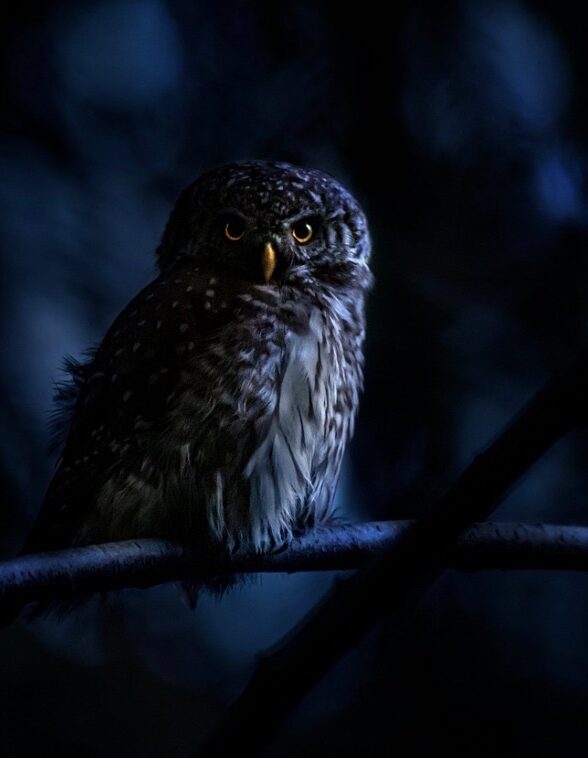 Observation nocturne