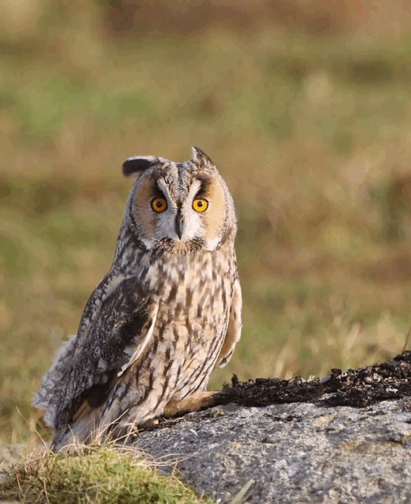 Le Hibou moyen-duc : entre beauté et discrétion_Hermeray