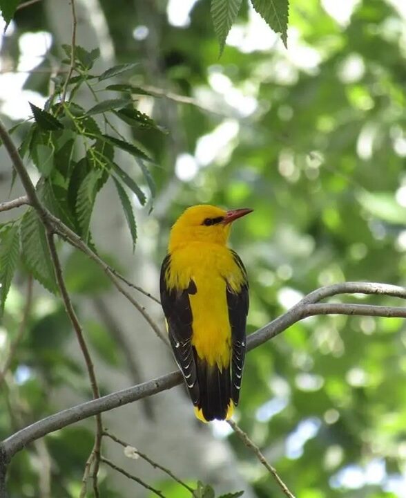 Les couleurs vives du Loriot d'Europe_Hermeray