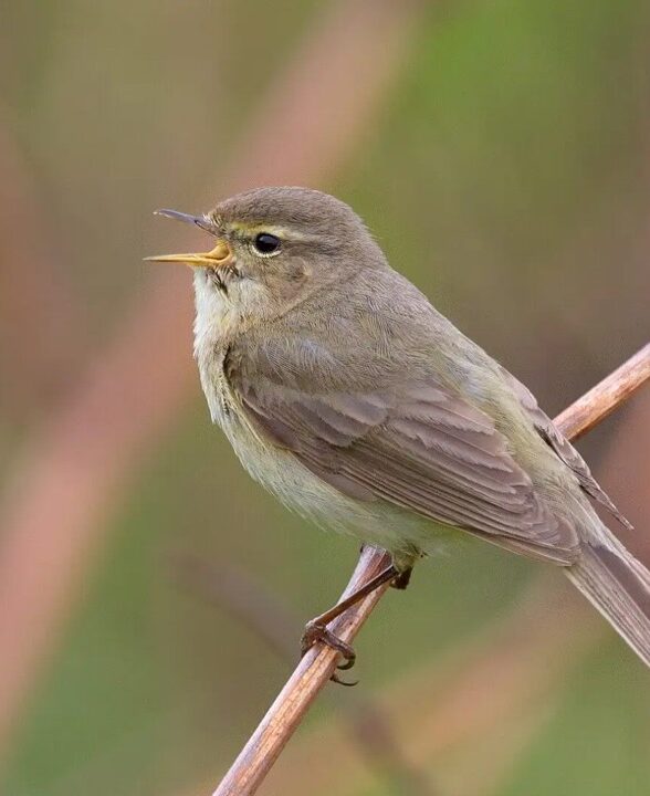 Le Pouillot siffleur : un oiseau forestier peu connu_Saint-Léger-en-Yvelines