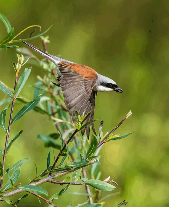 La Pie-grièche écorcheur : j'empale, donc je suis !_Les Bréviaires