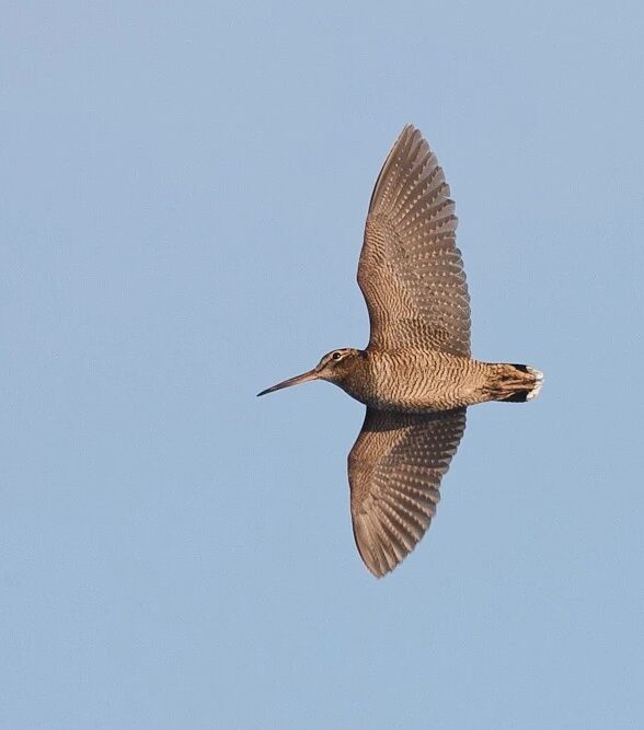 La bécasse des bois