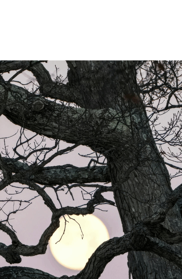 Balade à l’écoute de la faune nocturne_Clairefontaine-en-Yvelines
