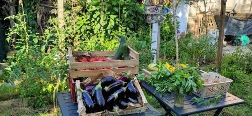 Oasis du 7/5 Le Chesnay - Rendez vous au Jardin_Le Chesnay-Rocquencourt
