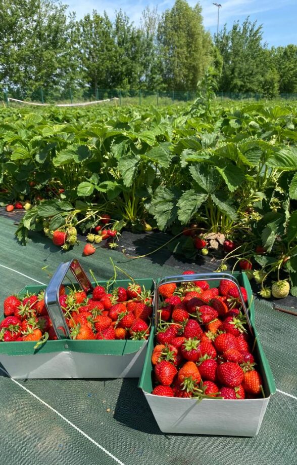 Les fraises de la Cueillette de Viltain