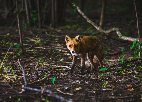 Sur la piste de la faune sauvage_Sonchamp