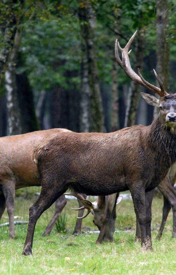 Brame du cerf à l'Espace Rambouillet_Sonchamp