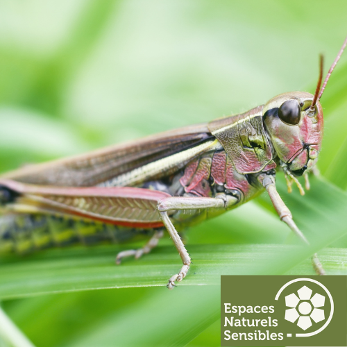 Sortie nature : Stridulation des sauterelles et des grillons_Chevreuse