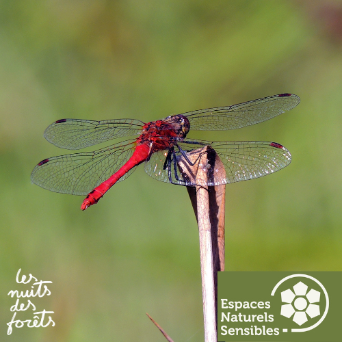 Sortie nature : Les acrobates du ciel_Bullion