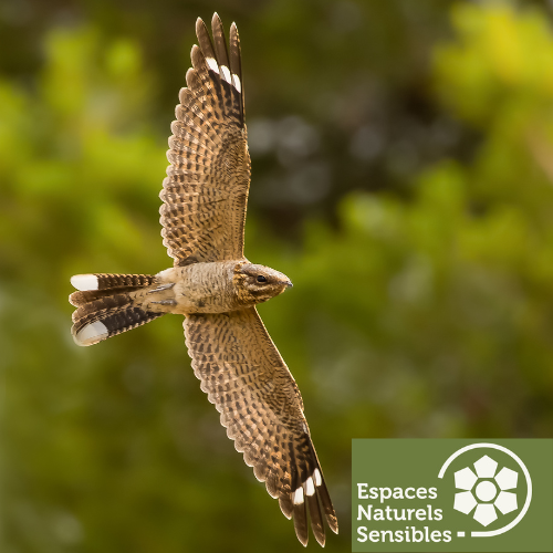 Sortie nature : L'engoulvent, un oiseau crépusculaire_Rochefort-en-Yvelines