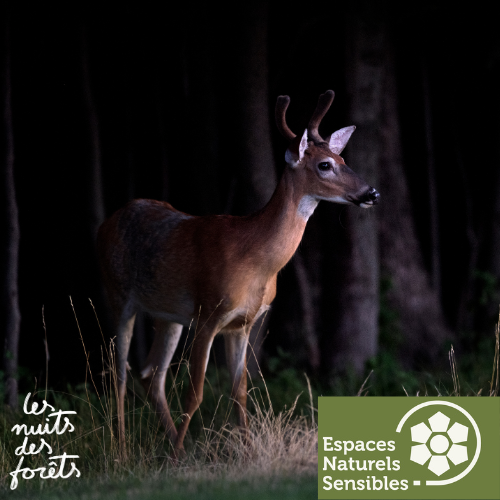 Sortie nature : Les animaux du crépuscule_Morainvilliers