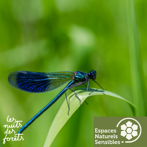 Sortie nature : A la découverte des Odonates_Épône