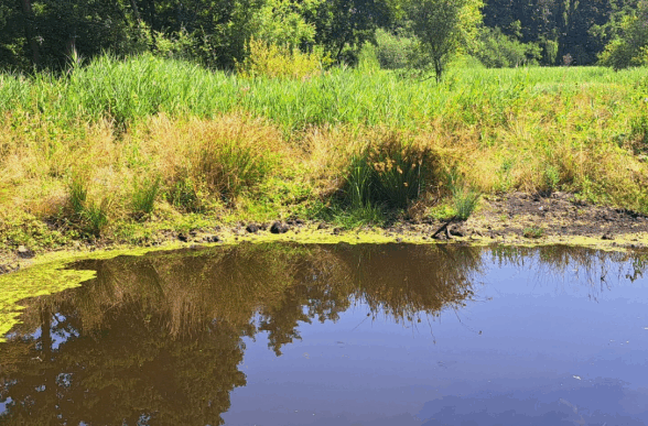 Sortie nature : Randonnées découvertes des mares_Clairefontaine-en-Yvelines