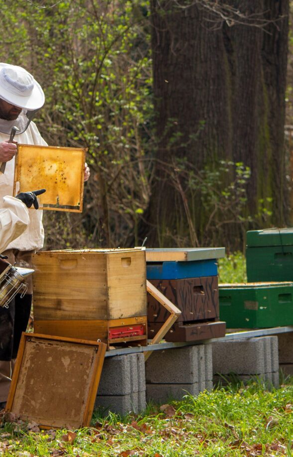 Journée Européennes du Patrimoine - Domaine D'Ors - Atelier ruches sur la vie des abeilles_Châteaufort