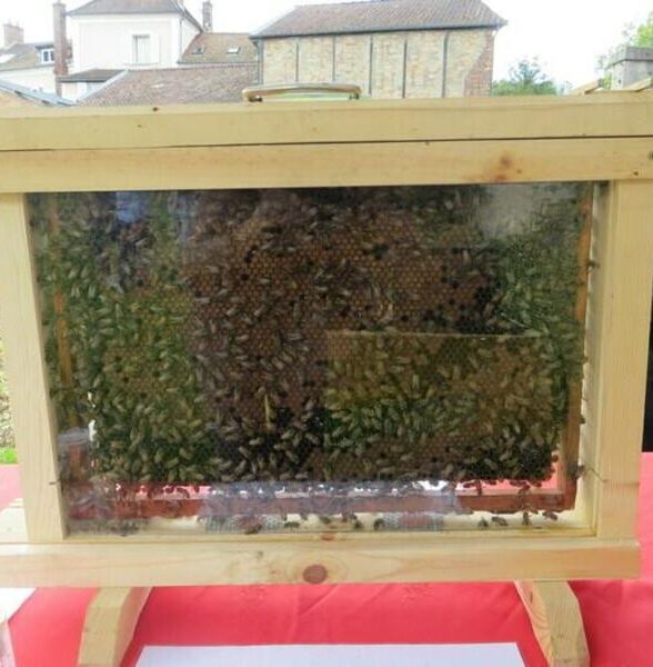 Journée Européennes du Patrimoine - Exposition découverte de l'apiculture_La Celle-Saint-Cloud