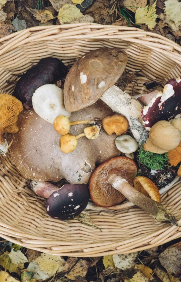 Sorties champignons comestibles et toxiques de nos forêts_Rambouillet
