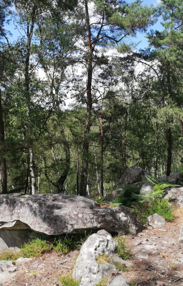 Forêt de Rambouillet et rochers d'Angennes_Poigny-la-Forêt