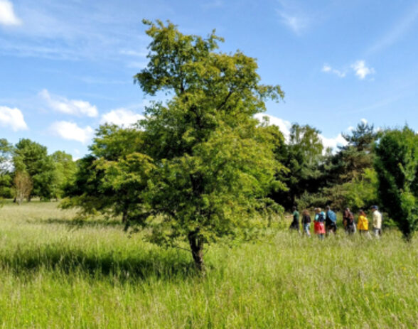 Arboretum de Versailles-Chèvreloup - Visites guidées en famille_Le Chesnay-Rocquencourt